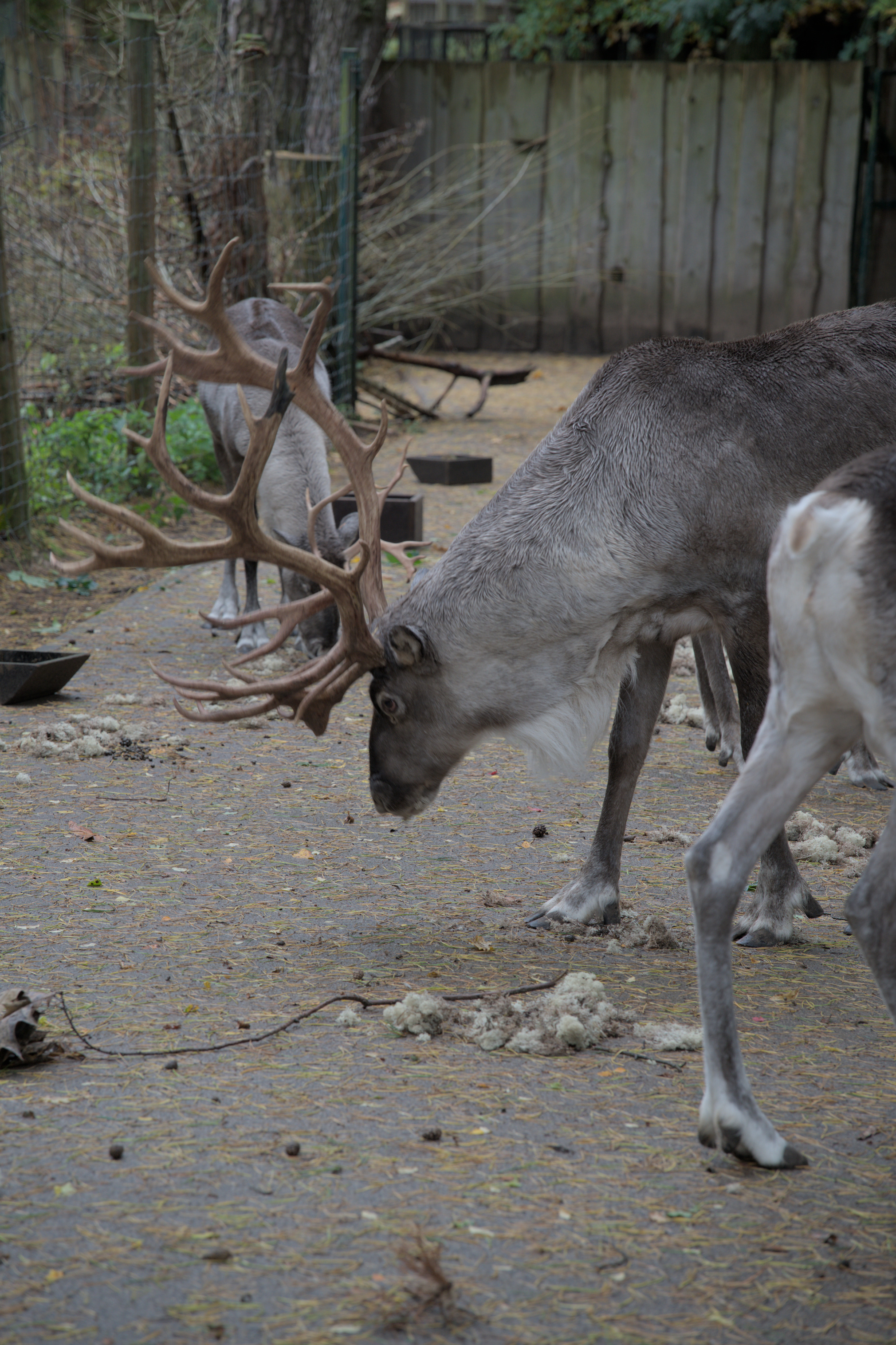2025/10/12 - zoo/DSC_0073.jpg